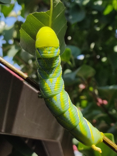 Acherontia atropos - halálfejes lepke
