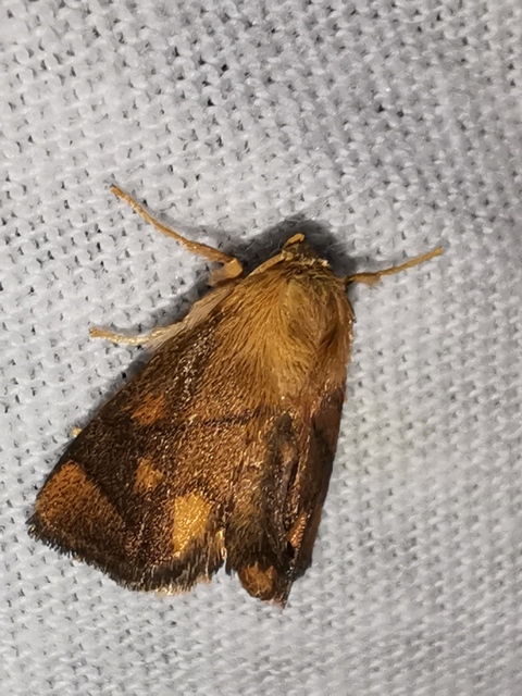 Apoda limacodes - kagylólepke