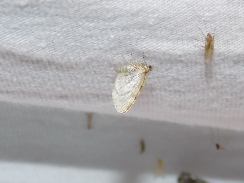 Chloroclystis v-ata - zöldes törpearaszoló
