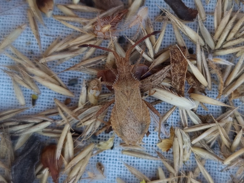 Coriomeris