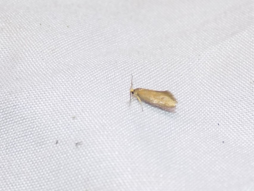 Crassa tinctella/unitella