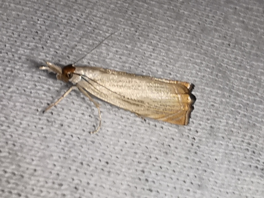 Chrysoteuchia culmella - kerti fűgyökérmoly