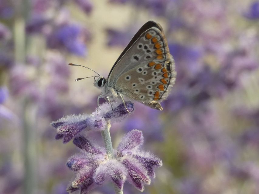 Aricia agestis - szerecsenboglárka