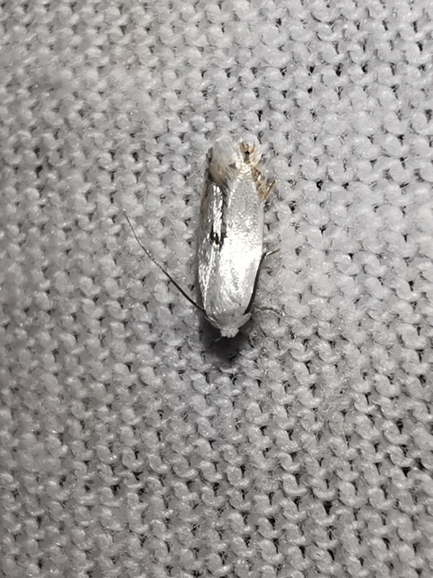 Pseudopostega auritella - gólyahíraknázó aprómoly