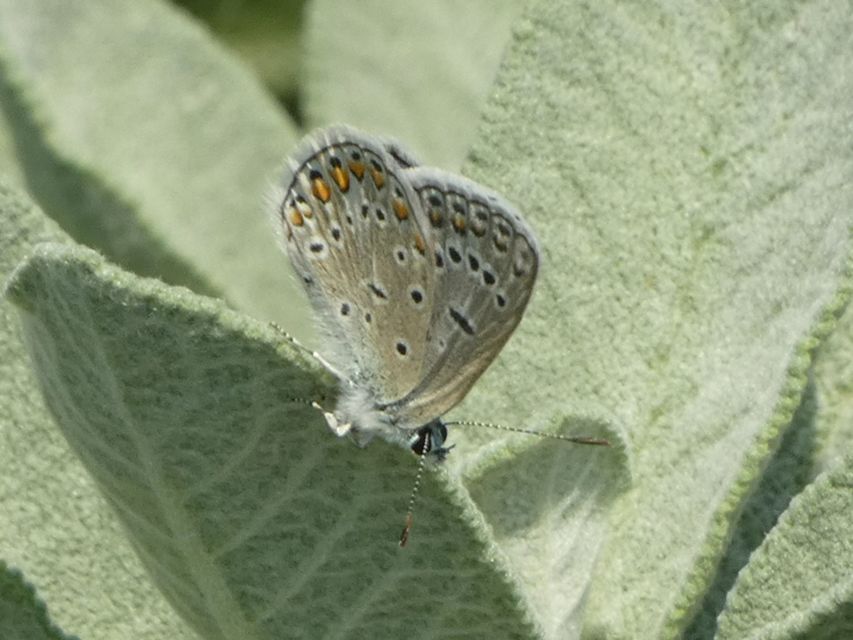 Polyommatus icarus - közönséges boglárka
