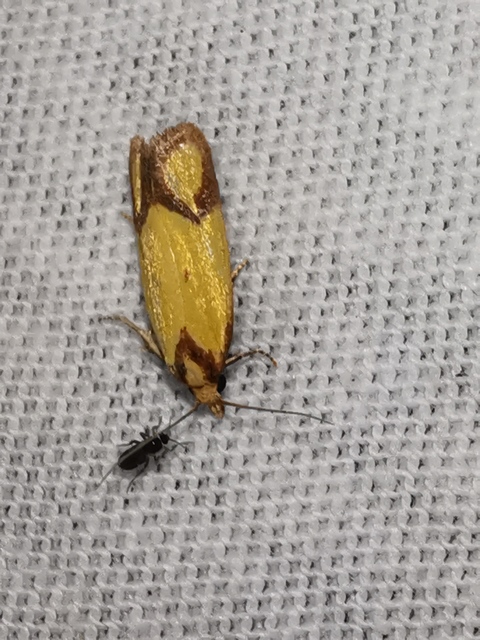 Agapeta zoegana - barnacsíkos sárgamoly