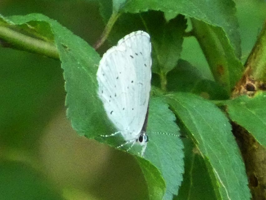 Celastrina argiolus - bengeboglárka