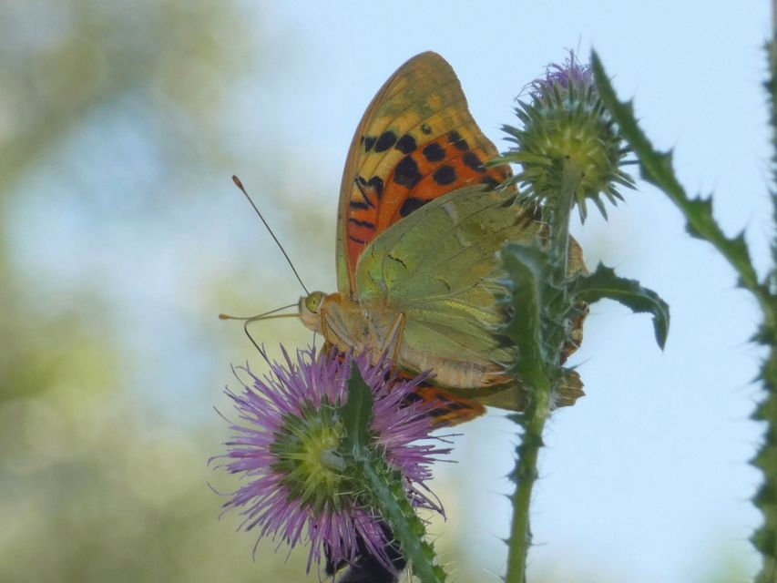 Argynnis pandora - zöldes gyöngyházlepke
