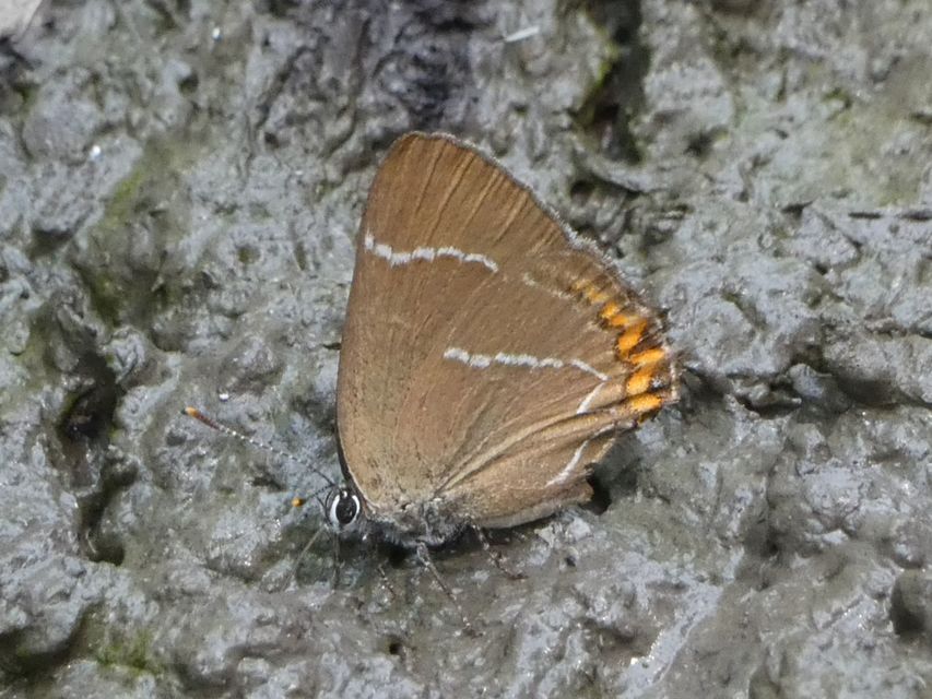 Satyrium w-album - szilfa-csücsköslepke