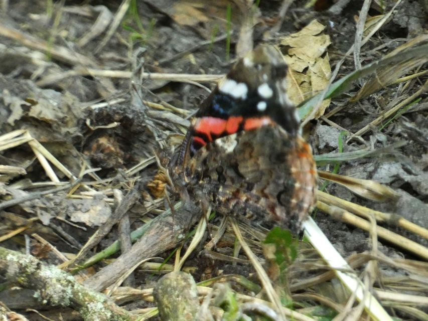 Vanessa atalanta - atalantalepke
