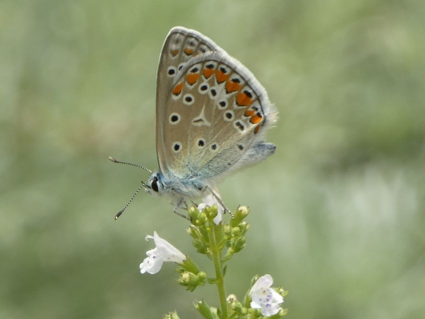 Polyommatus icarus - közönséges boglárka