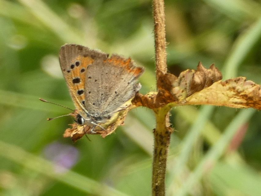 Lycaena phlaeas - közönséges tűzlepke