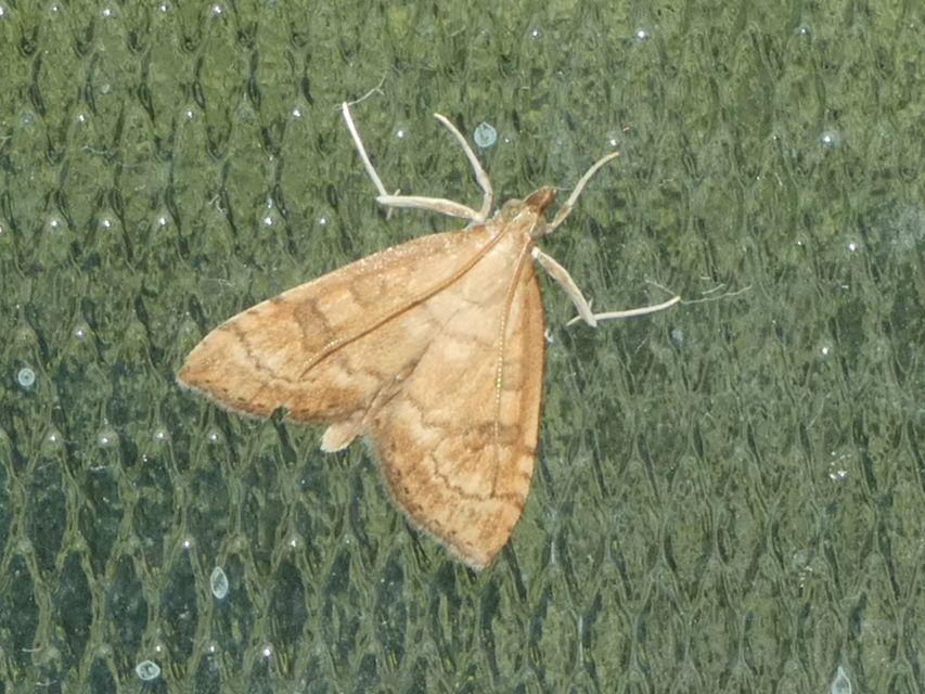 Crambidae - fűgyökérrágó molyfélék