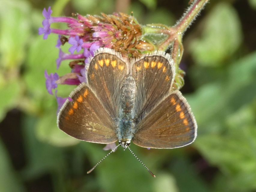 Polyommatus icarus - közönséges boglárka