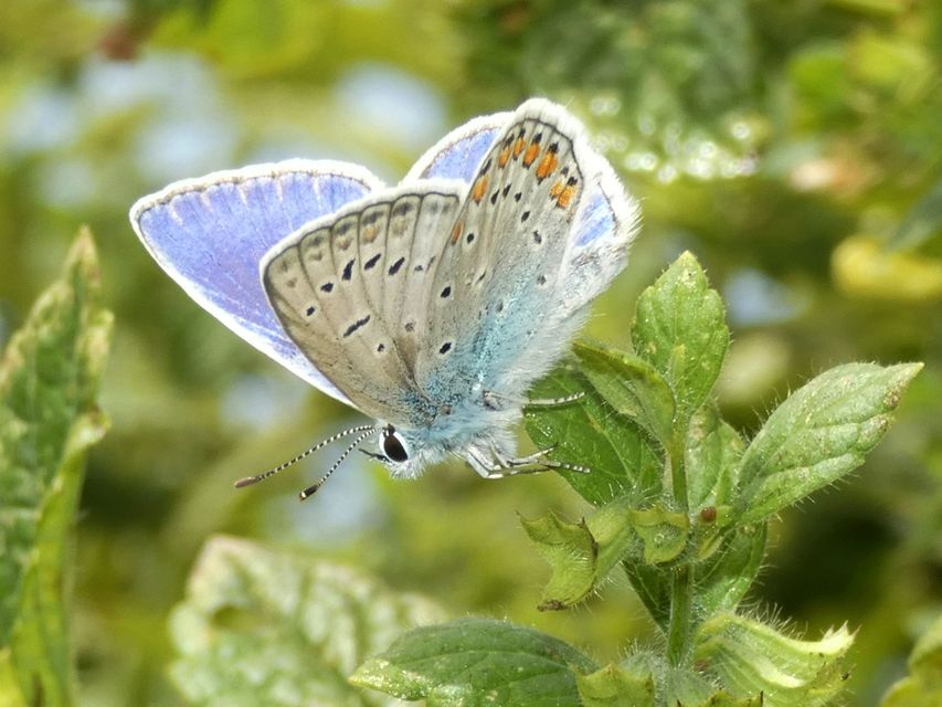 Polyommatus icarus - közönséges boglárka