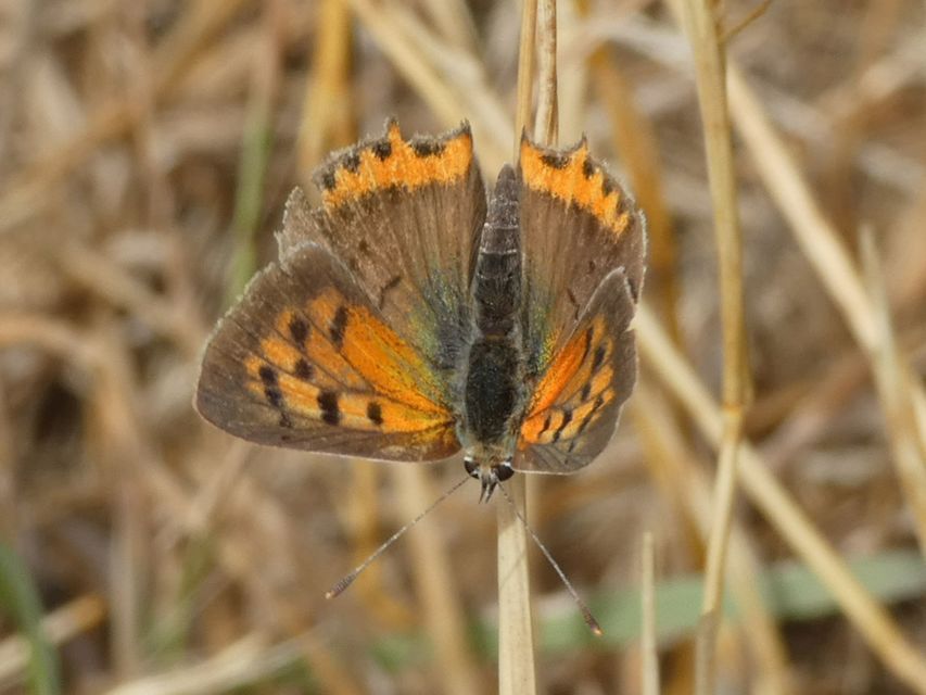 Lycaena phlaeas - közönséges tűzlepke
