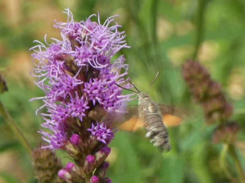 Macroglossum stellatarum - kacsafarkú szender