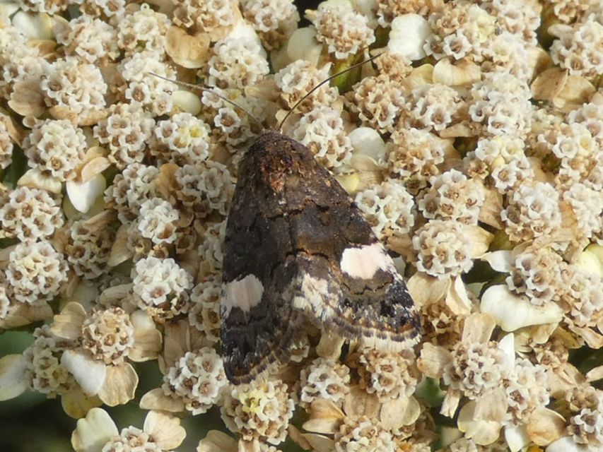 Tyta luctuosa - fekete nappalibagoly