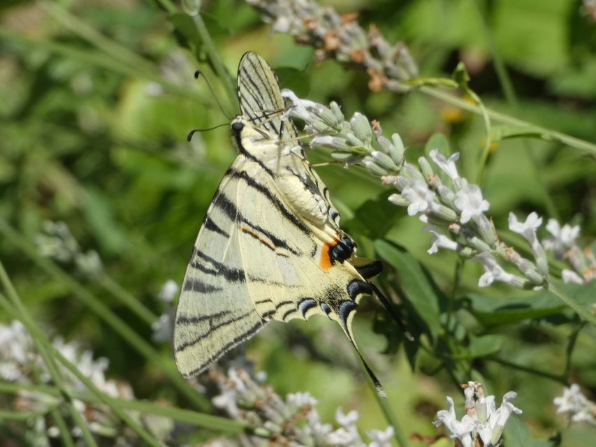 Iphiclides podalirius - kardoslepke