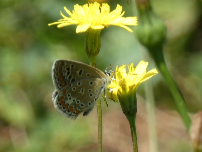Polyommatus icarus - közönséges boglárka