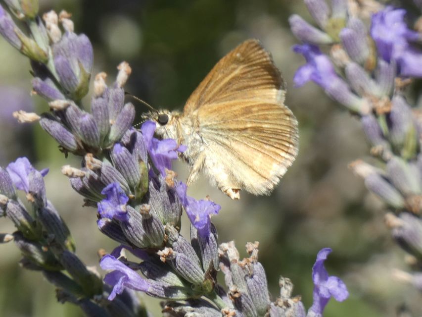 Erynnis tages - cigánylepke
