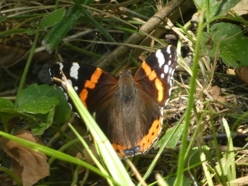 Vanessa atalanta - atalantalepke