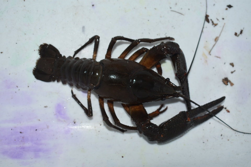 Crustacea - Rákok