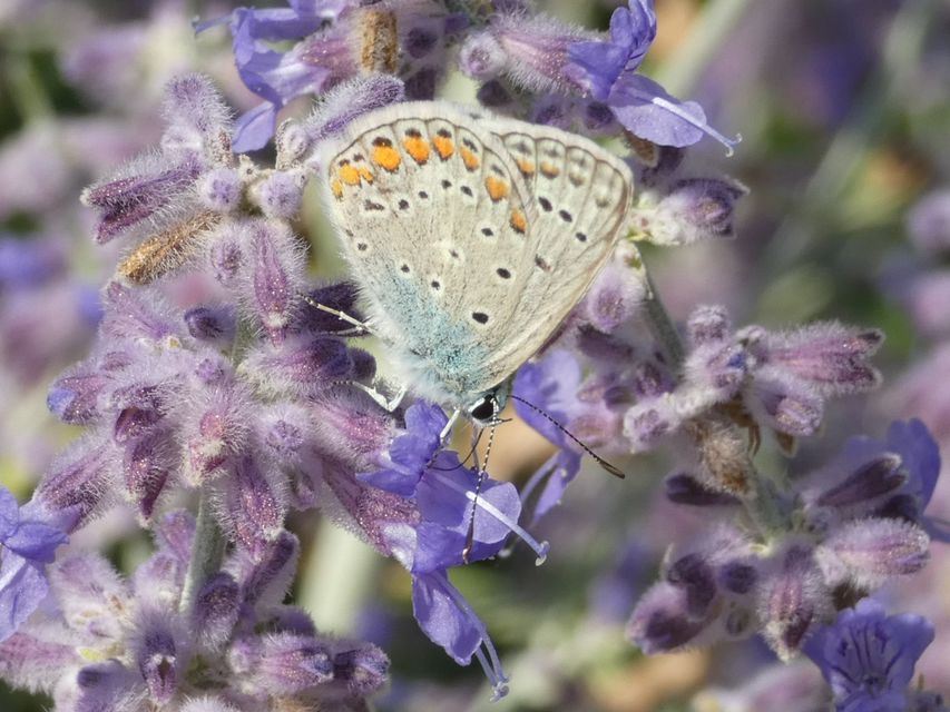 Polyommatus icarus - közönséges boglárka