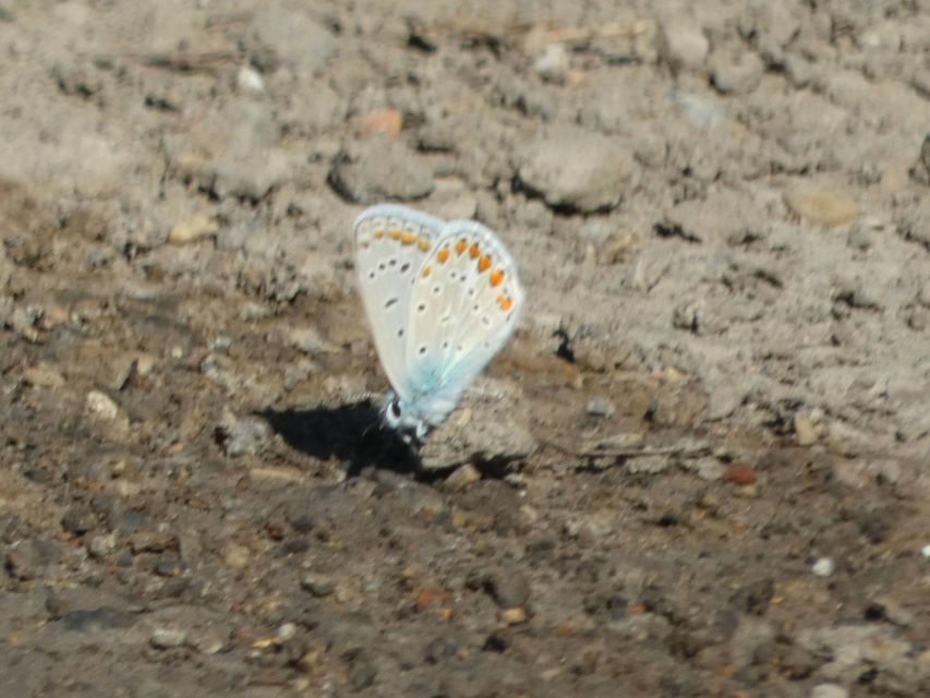 Polyommatus icarus - közönséges boglárka