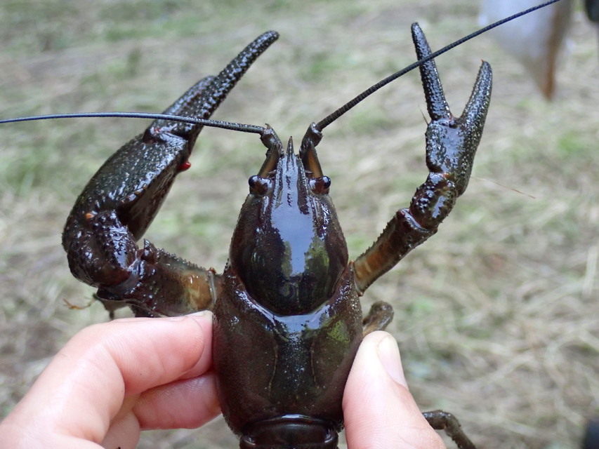 Crustacea - Rákok