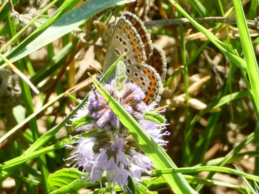 Plebejus argus - ezüstös boglárka