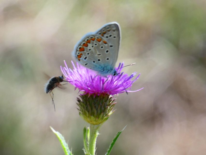 Polyommatus icarus - közönséges boglárka