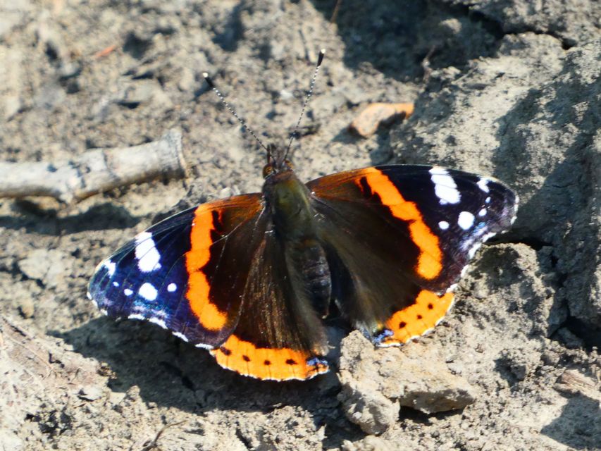 Vanessa atalanta - atalantalepke