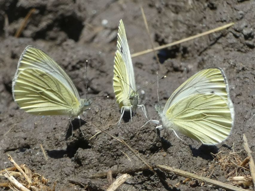 Pieris napi - repcelepke
