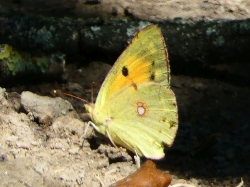 Colias croceus - sáfránylepke
