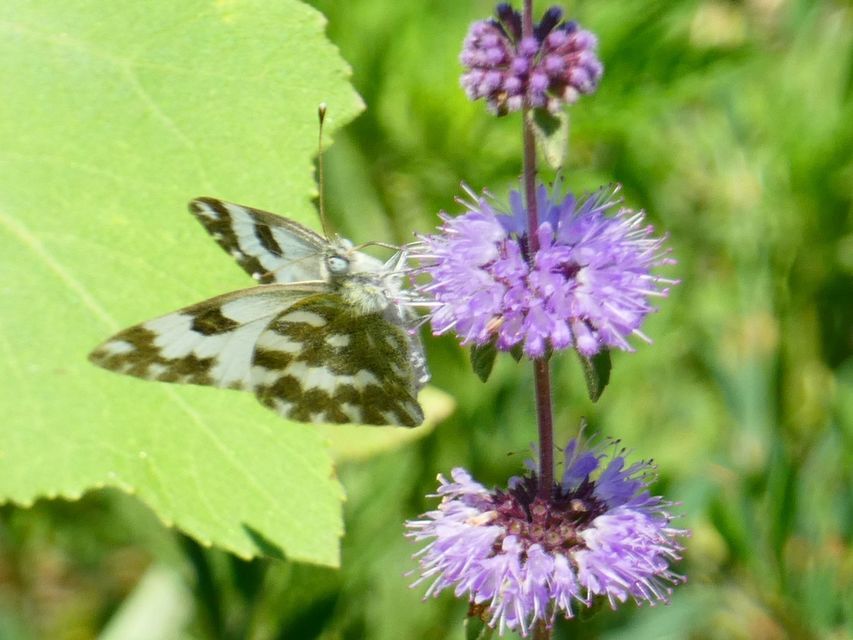 Pontia edusa - rezedalepke