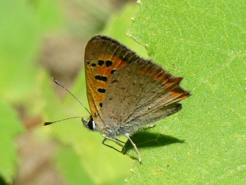 Lycaena phlaeas - közönséges tűzlepke
