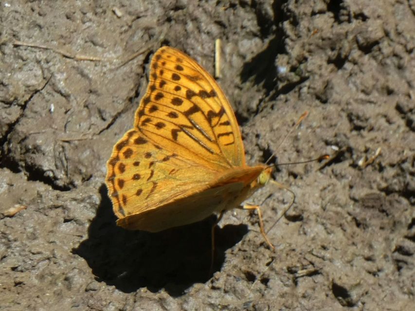 Argynnis pandora - zöldes gyöngyházlepke