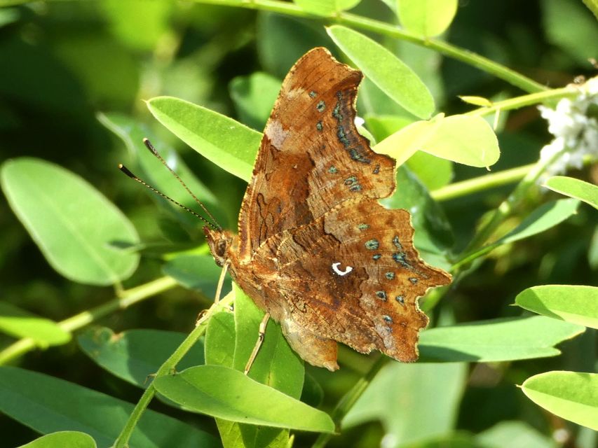 Nymphalis c-album - C-betűs lepke