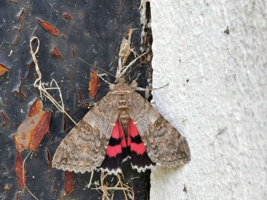 Catocala nupta - piros övesbagoly