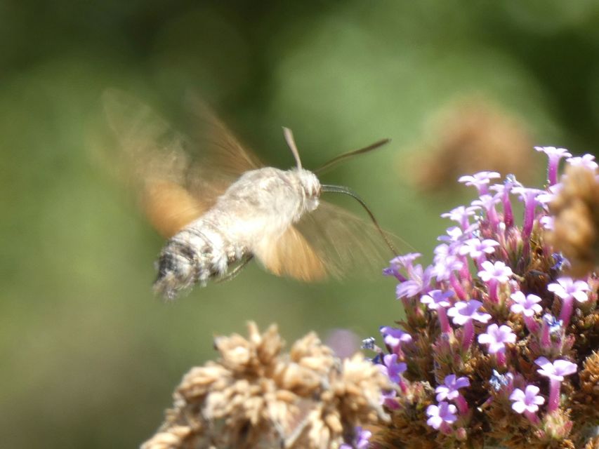 Macroglossum stellatarum - kacsafarkú szender