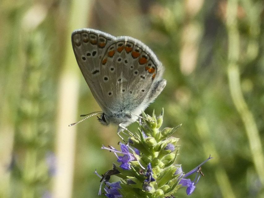 Polyommatus icarus - közönséges boglárka