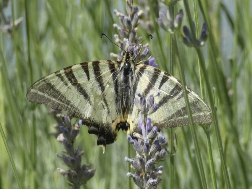 Iphiclides podalirius - kardoslepke