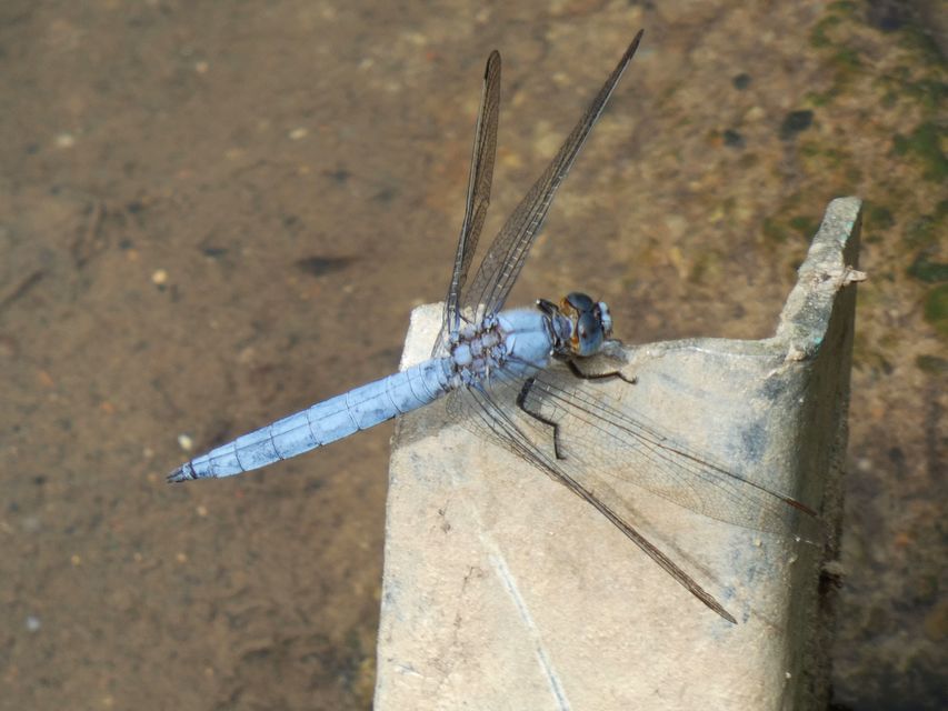Orthetrum brunneum - pataki pásztorszitakötő