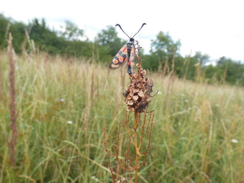 Zygaena carniolica - fehérgyűrűs csüngőlepke