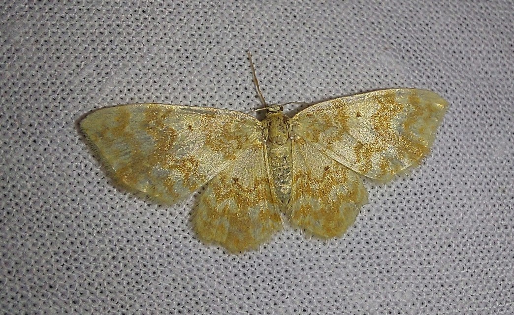 Hydrelia flammeolaria - narancssárga araszoló