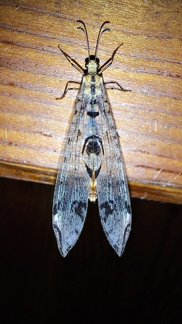 Dendroleon pantherinus - párducfoltos hangyaleső