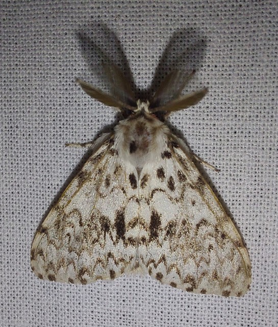 Lymantria monacha - apácalepke