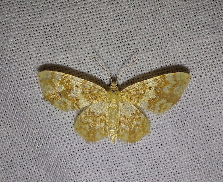 Hydrelia flammeolaria - narancssárga araszoló