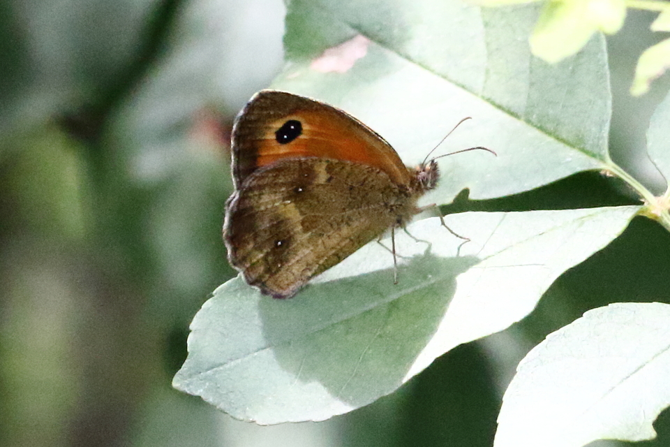 Pyronia tithonus - kis ökörszemlepke